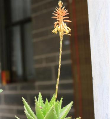 芦荟花语的含义与传承（探寻芦荟花的秘密）