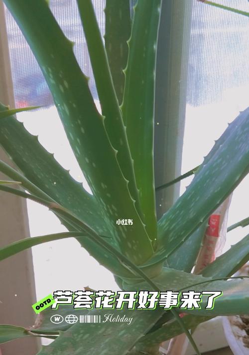 芦荟之美（揭秘芦荟的丰富寓意与神秘力量）