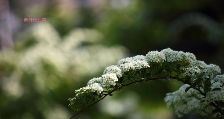 麻叶绣线菊，美丽花海中的情感之语（唤醒心灵的花海旋律）