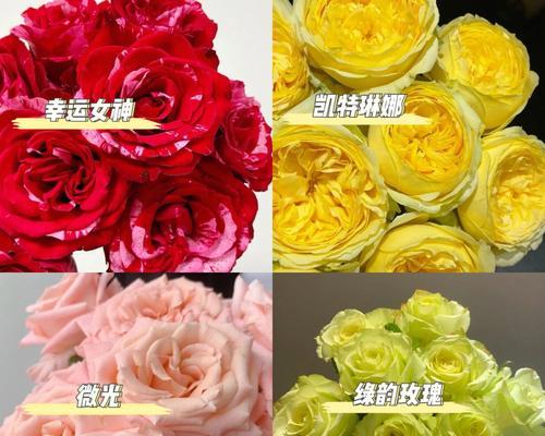 玫瑰花（探索玫瑰花的多样品种及其深刻含义）