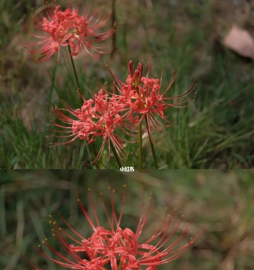 玫瑰石蒜的花语（用玫瑰石蒜的语言传递真挚情感）