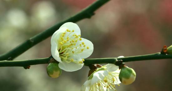 梅花花语的美丽与深意（悦人心弦的梅花）