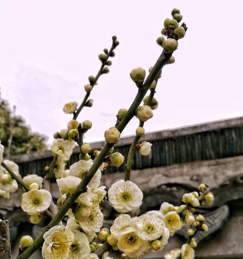 梅花花语的深意（探寻梅花背后的象征与内涵）