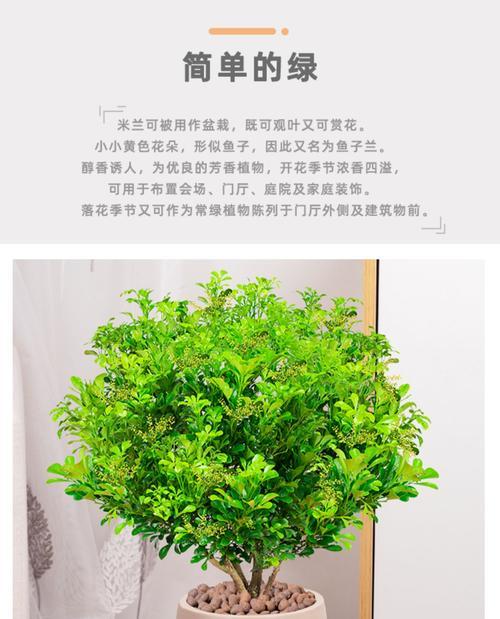 米兰花的花语特点（揭秘米兰花的花语）