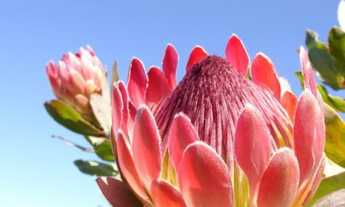 木百合——花语的魅力（呈现生命和希望的花朵）