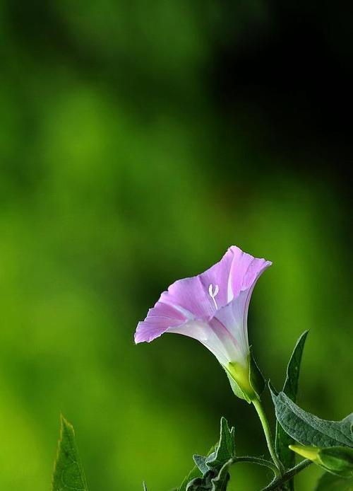 牵牛花的花语（揭开牵牛花的神秘面纱）