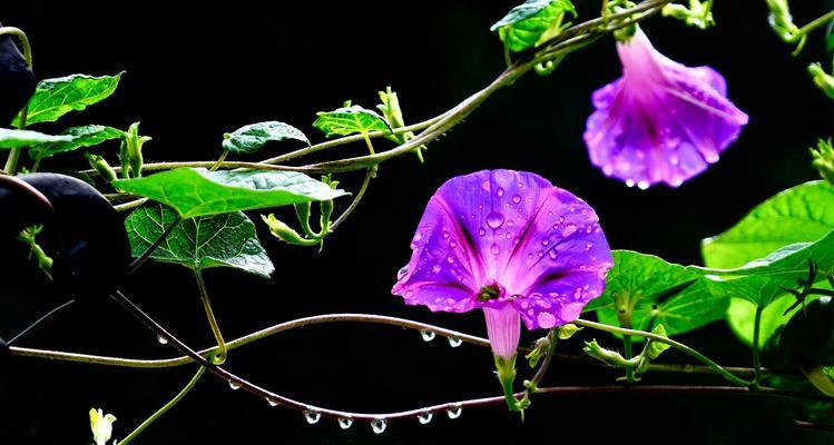 牵牛花的花语（揭开牵牛花的神秘面纱）