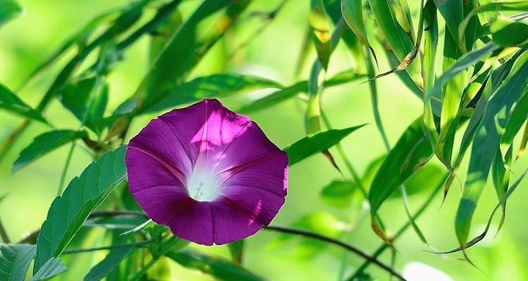 牵牛花（以花象征爱情的寓意）