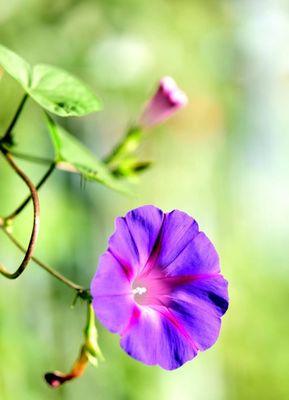 牵牛花花语（探寻牵牛花的花语和意义）