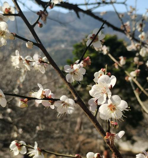 青梅花语，寓意与美好（唤醒春天的符号）