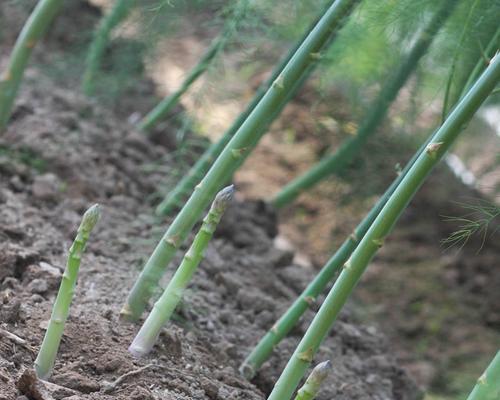 芦笋怎么种植才能出笋（芦笋的种植技术与管理）