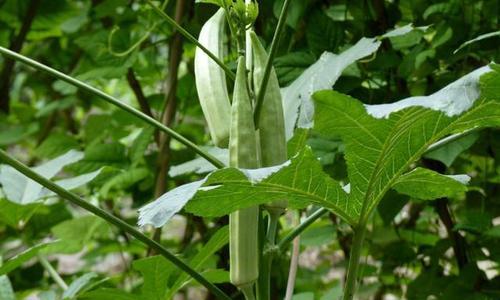 六月份可以种什么菜（盘点十种适合六月份种植的蔬菜）