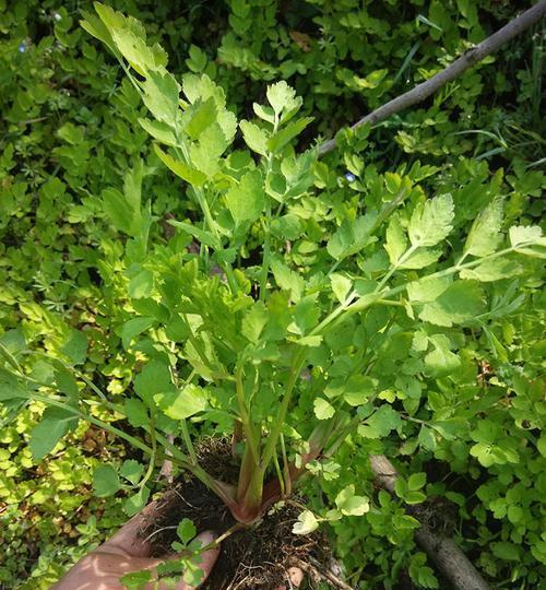 水芹菜什么时候种植（芹菜种植方法和时间）