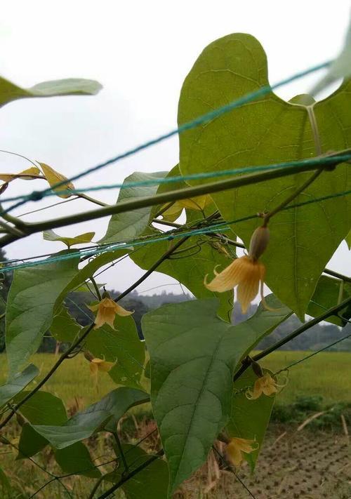 罗汉果怎么种植才高产（罗汉果种植技术与管理）