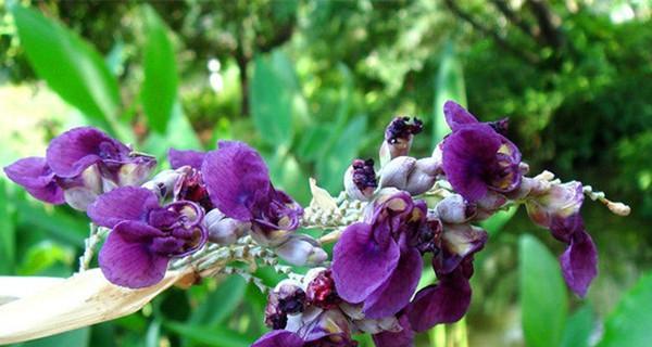 再力花几月开花（再力花养殖方法讲解）