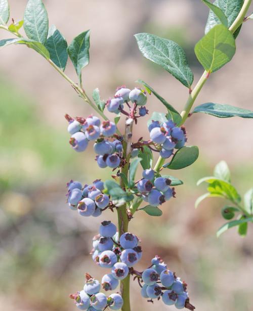 蓝莓树怎么养殖（盆栽蓝莓种植方法介绍）