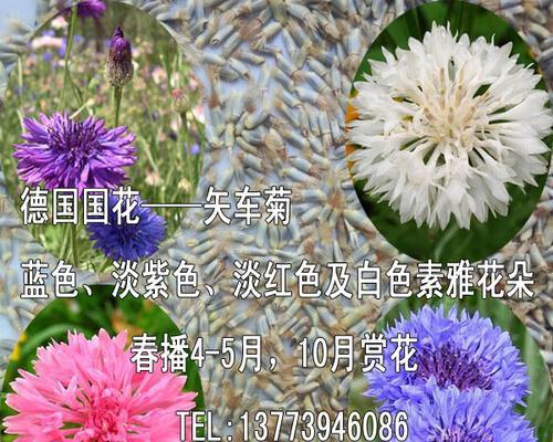 矢车菊种子怎么种植（矢车菊种子种植方法和时间）