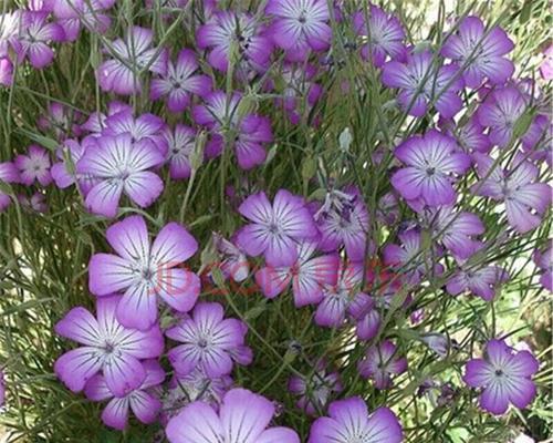 矢车菊种子怎么种植（矢车菊种子种植方法和时间）