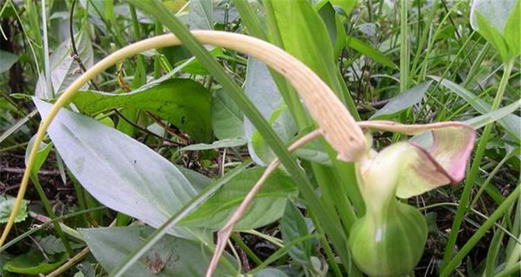 半夏怎么种植才能高产（半夏种植技术与管理）