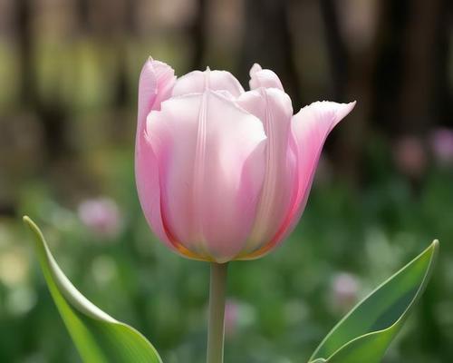 郁金香开花时间是什么时候（有关郁金香的养护技巧）