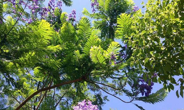 蓝花楹几月开花