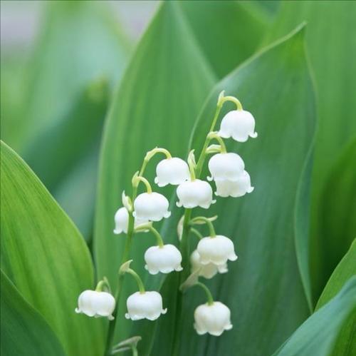 海芋花怎么养护（海芋的养殖方法和注意事项）