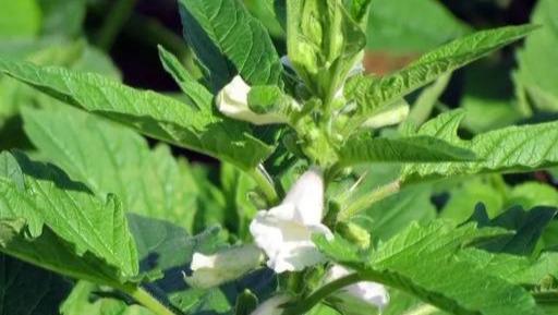 怎样种芝麻才能高产（芝麻的种植方法和技术）