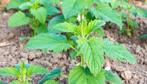 怎样种芝麻才能高产（芝麻的种植方法和技术）