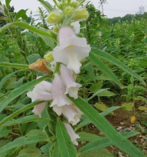 怎样种芝麻才能高产（芝麻的种植方法和技术）