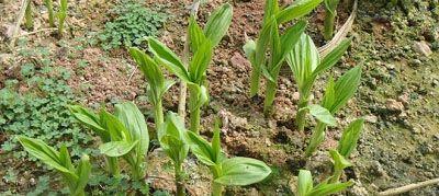 白蜡种子种植几年结果（白蜡的栽培技术）