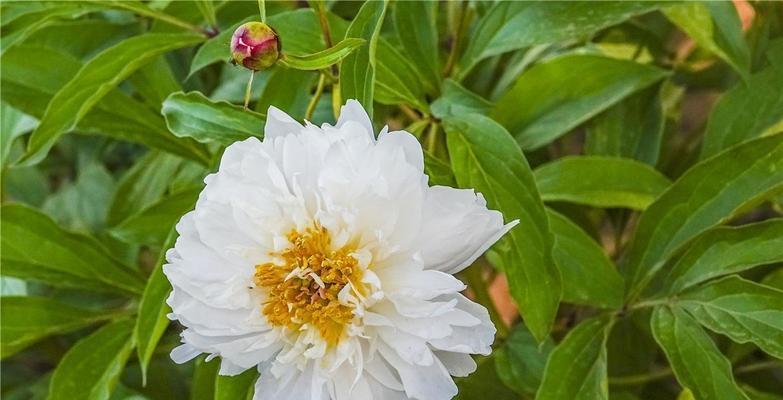 白芍如何种植（白芍的种植条件与栽培管理）