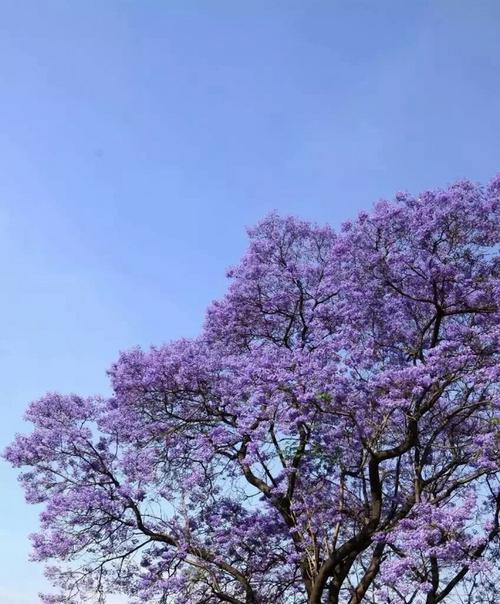 蓝花楹多久浇一次水（蓝花楹浇水的正确方法）