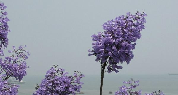 蓝花楹多久浇一次水（蓝花楹浇水的正确方法）