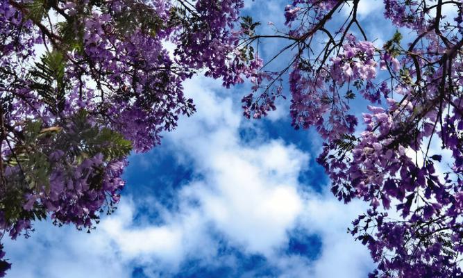 蓝花楹多久浇一次水（蓝花楹浇水的正确方法）