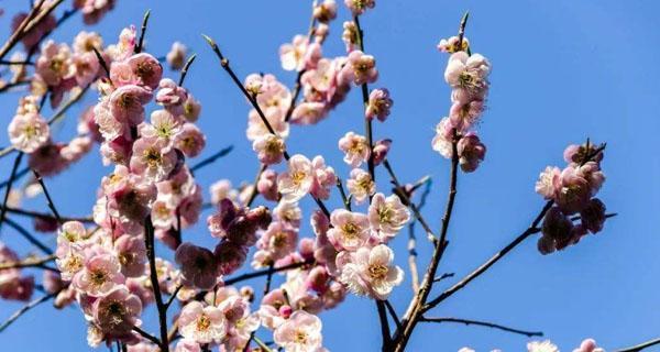 梅花一般什么时候开（有关梅花的花期季节）