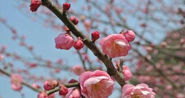 梅花一般什么时候开（有关梅花的花期季节）