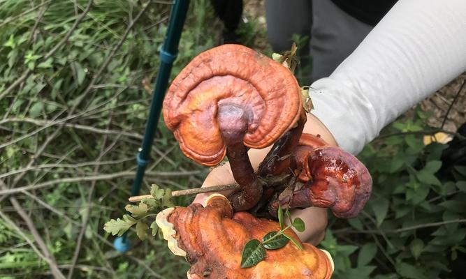 灵芝种子怎么培育（灵芝盆景栽培技术）