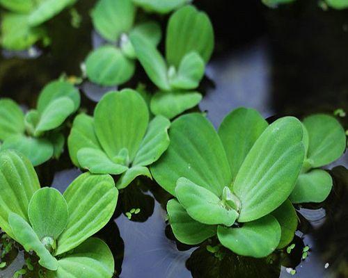 四季常绿水生植物有哪些（盘点十种常见的水生植物）