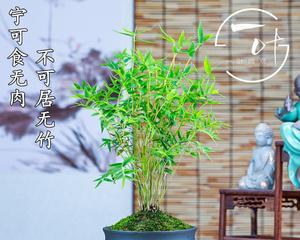 盆栽毛竹怎么种植（毛竹的种植与管理）