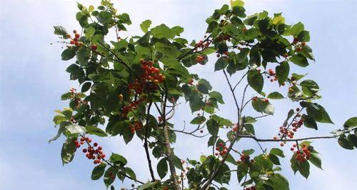 樱桃树苗怎么种植方法（有关樱桃树种植技巧）