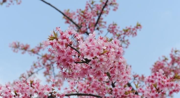 常见樱花品种有哪些（最常见的樱花品种排名）