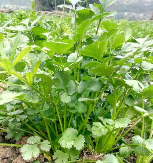 香菜如何正确种植（详解香菜种植方法步骤）