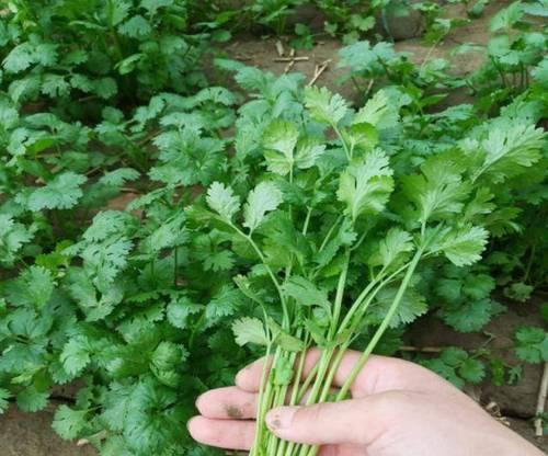 香菜如何正确种植（详解香菜种植方法步骤）