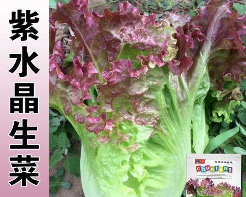 生菜几月种植（生菜种植的时间和方法）