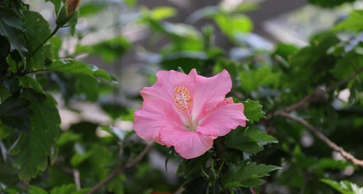 马来西亚的国花是什么花（马来西亚的国花是仙人掌科的植物）