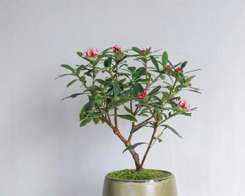 金边瑞香花怎样修剪（有关金边瑞香修剪方法）