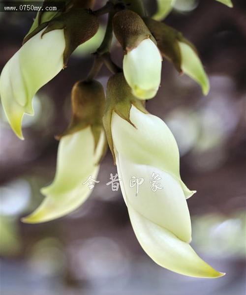 禾雀花种子怎么种（禾雀花种植方法和时间）