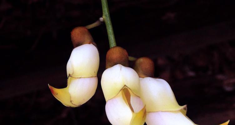 禾雀花种子怎么种（禾雀花种植方法和时间）