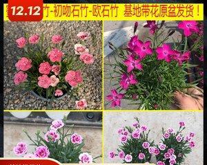 康乃馨种子如何种植（康乃馨的种植方法及养护）