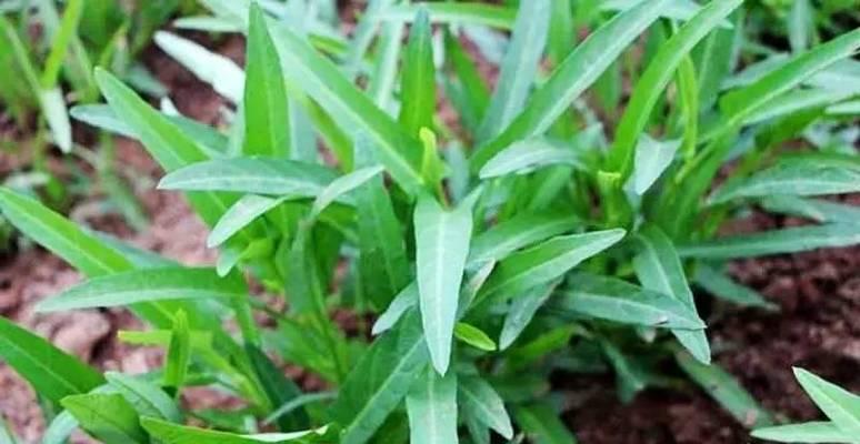 空心菜怎么种植（空心菜种植技术与管理）